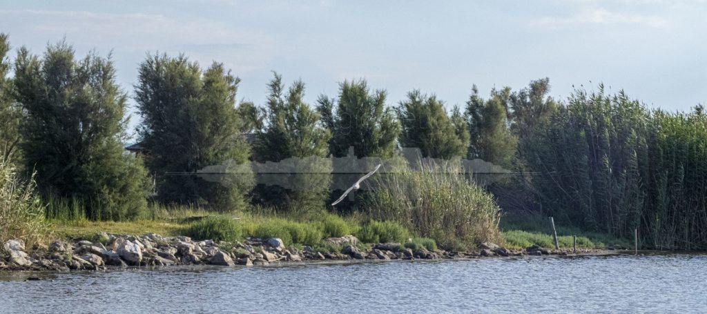 Lago di Lesina